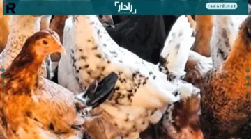 أسعار الفراخ البلدي والبيضاء وطبق البيض في الأقصر الثلاثاء 21-10-2025
